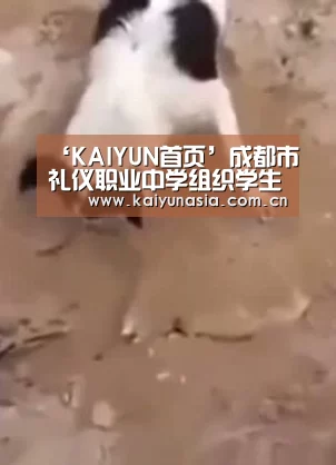开云比分