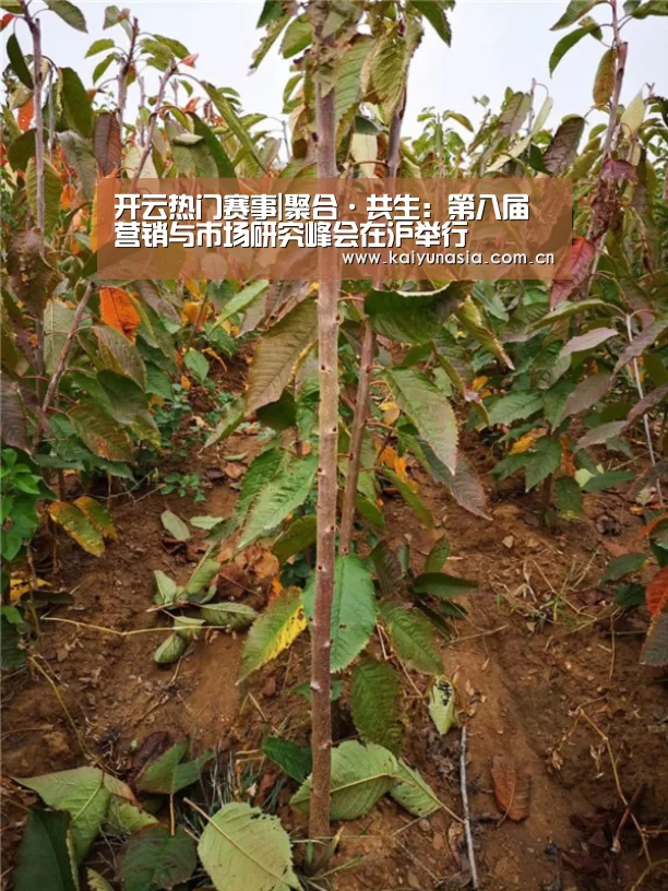 开云比分